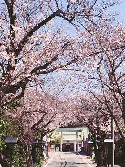 お店までの桜並木