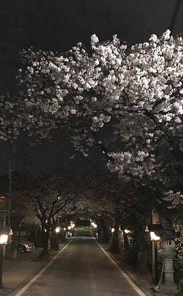 夜桜